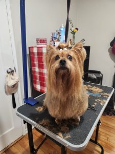 fabers dog grooming galery (12)