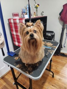 fabers dog grooming galery (14)