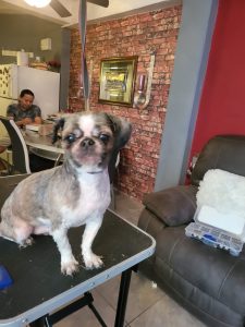 fabers dog grooming galery (17)