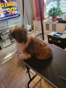 fabers dog grooming galery (18)