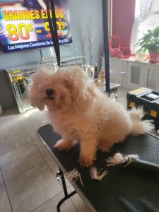 fabers dog grooming galery (20)