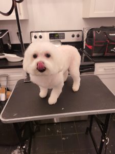 fabers dog grooming galery (30)