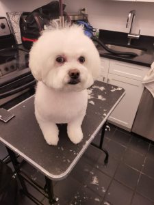 fabers dog grooming galery (31)