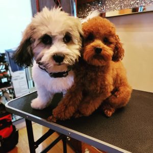 fabers dog grooming galery (37)