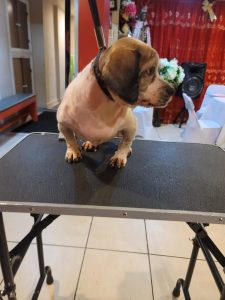 fabers dog grooming galery (41)