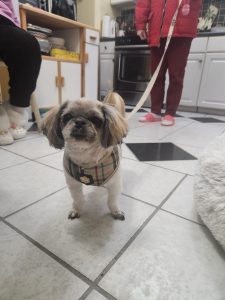 fabers dog grooming galery (9)